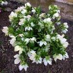 Helleborus niger Агульны выгляд