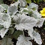 Salvia argentea Fuelha