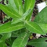 Centaurea montana Hoja