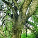 Salix babylonica Bark