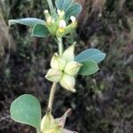 Tripodion tetraphyllum Blomma