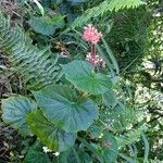 Begonia obliqua Máis