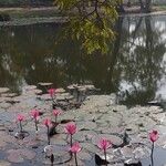 Nymphaea rubra Flower