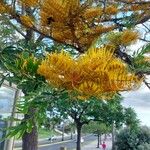 Grevillea robusta പുഷ്പം