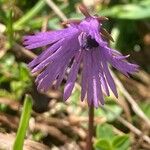 Soldanella alpina Floare