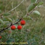 Cotoneaster uniflorus Diğer