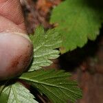 Rubus pedatus Leaf