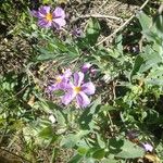 Cistus albidusBloem