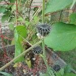 Abutilon theophrastiFruto