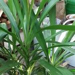 Cordyline stricta ഇല