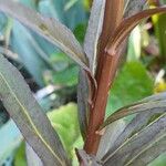 Lobelia cardinalis Bark