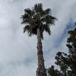 Washingtonia robustaΦύλλο