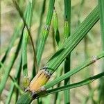 Equisetum giganteum Іншае