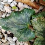 Cyclamen purpurascens 葉