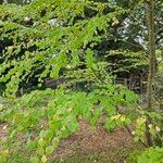 Cercidiphyllum japonicum Blatt