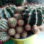 Echinopsis eyriesii Листок