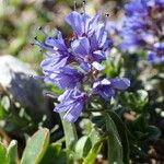Veronica nummularia 花