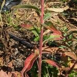 Oenothera elata Corteccia