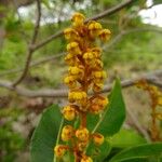 Byrsonima spicata Fruchs