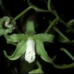 Vanilla mexicana Flower