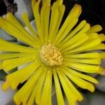 Lapidaria margaretae Flor