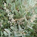 Atriplex portulacoides ഇല