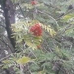 Sorbus aucupariaVili