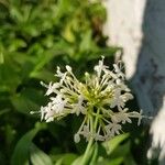 Valeriana lecoqii Flower