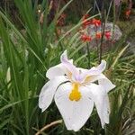 Dietes grandifloraFloare