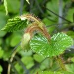 Rubus tricolor Leaf