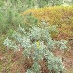 Genista stenopetala 形態