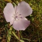 Calochortus uniflorus Fleur