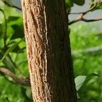 Ficus thonningii Bark