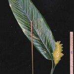 Calathea lasiostachya Otro