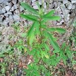 Hypericum hypericoides Leaf