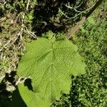 Rubus alceifolius Liść