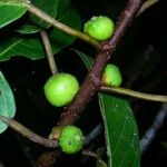 Ficus richteri Плод