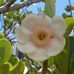 Clusia grandiflora Blomma