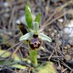 Ophrys × minuticauda ᱛᱟᱦᱮᱸ