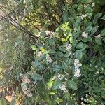 Cotoneaster pannosus 花
