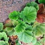 Geum coccineum ഇല