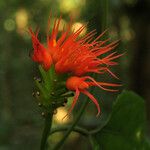 Gurania reticulata Flower