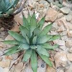 Agave macroacantha Ліст