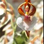 Thalia geniculata Kwiat