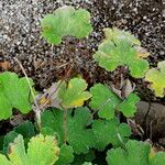 Geranium renardii Leaf