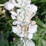 Salvia farinacea Blüte