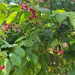 Combretum indicum Folha