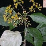 Sinclairia polyantha Other