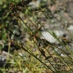 Carex curvula Blüte