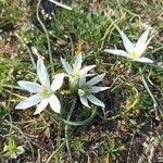 Ornithogalum exscapumKvět